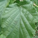 Corylus colurna feuille